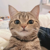 Avatar de lucjax3