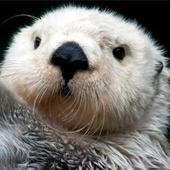 Avatar for pedrepollen