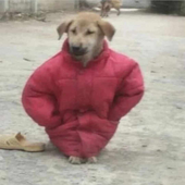 Timofeie 的头像