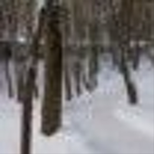 snow.png