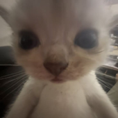 PingTW 的头像