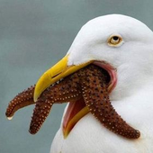 Ahegao_Seagull 的头像