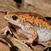 Eastern Narrow-Mouthed Toad