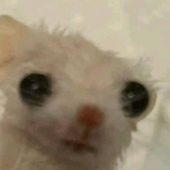 euuguehg 的头像