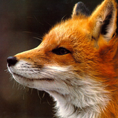 FoxRock87 的头像