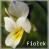 Avatar for Fiolek94