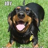 Avatar for singingdachsund