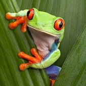 red-eyed-tree-frog-on-leaves-3-2.jpg