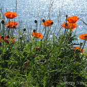 Avatar für wirsindblumen