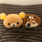 shib