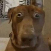Kaidenxd 的头像