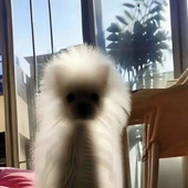 Ashlilix 的头像