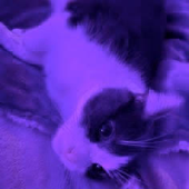 noiurs 的头像
