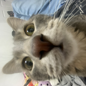 kami9643789549 的头像