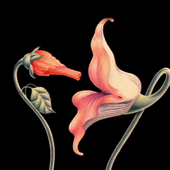 Avatar for Apemau