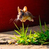 100% Mouse
