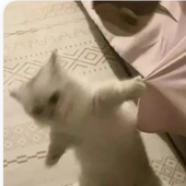 Janeeml 的头像