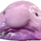 Blobbyblobfish için avatar