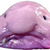 Blobbyblobfish さんのアバター