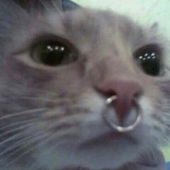 blitzieeee 的头像