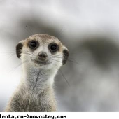 Аватар для HappyMeerkat