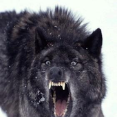 Awatar dla Black_Wolf_