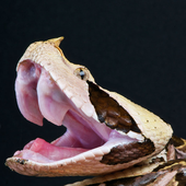 GadyukaViper 的头像