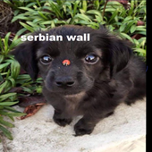 serbian wall.png