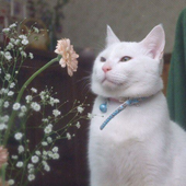 belucienta 的头像