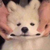 lauzinh4 的头像