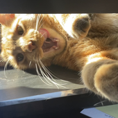 CloverCat333 的头像