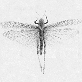 locust_222.png