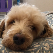 Chewie_Bear 的头像