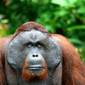 Avatar for MonkeyBalls226