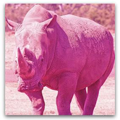 pink_rhino için avatar