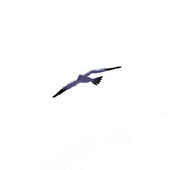 Avatar di asc160