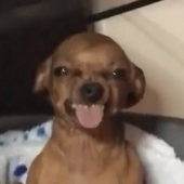 spaghettibea 的头像
