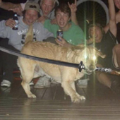 metalgrateeater 的头像