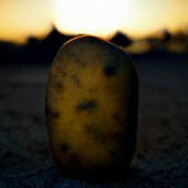 Avatar for ProfessorPotato