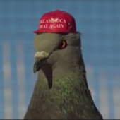 Pidgi123 的头像