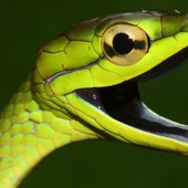 021220_jl_snake_feat.jpg