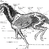 prettylilhorses 的头像