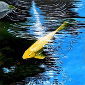 Pond