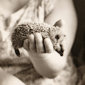 Igel