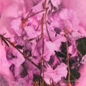 velvet bloom