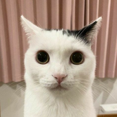 forciq 的头像