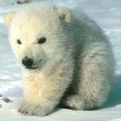 FPolar 的头像