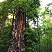 Kevin Knight in the trees