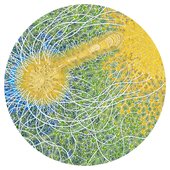 Feeling Is Structure