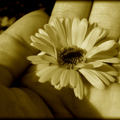 Avatar for julia2295
